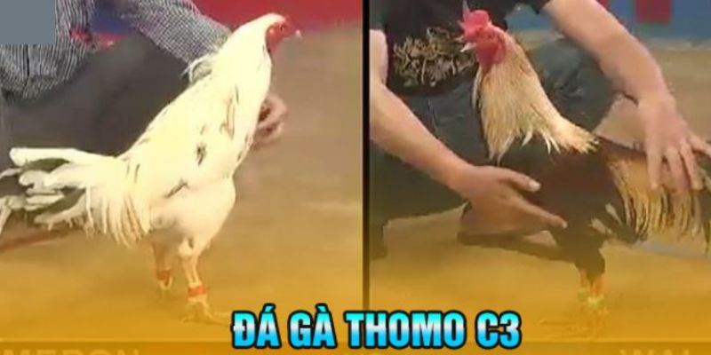 Mẹo chơi đá gà Thomo C3 của các cao thủ lâu năm