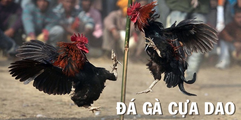 Đá gà cựa dao