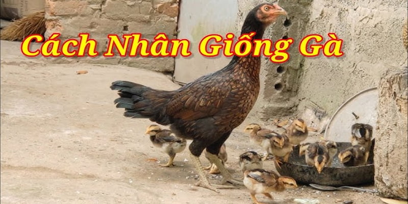 Cách đúc gà chọi nhiều trống hiệu quả tối đa