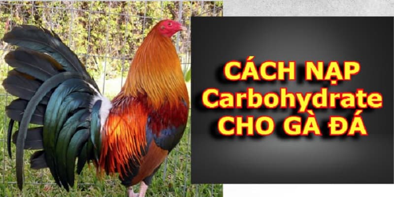 Cách nạp carbo cho gà đá